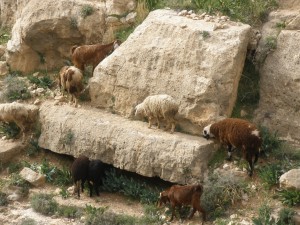 Grazing sheep along the wadi